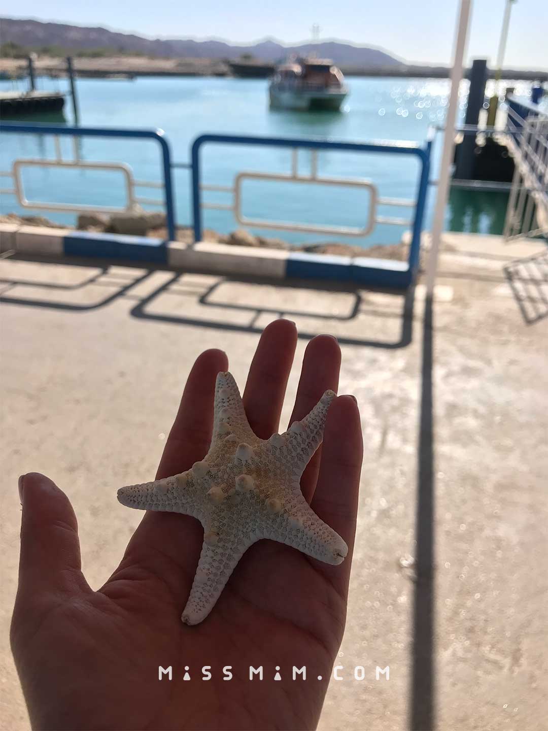 ستاره دریایی جزیره هرمز قشم