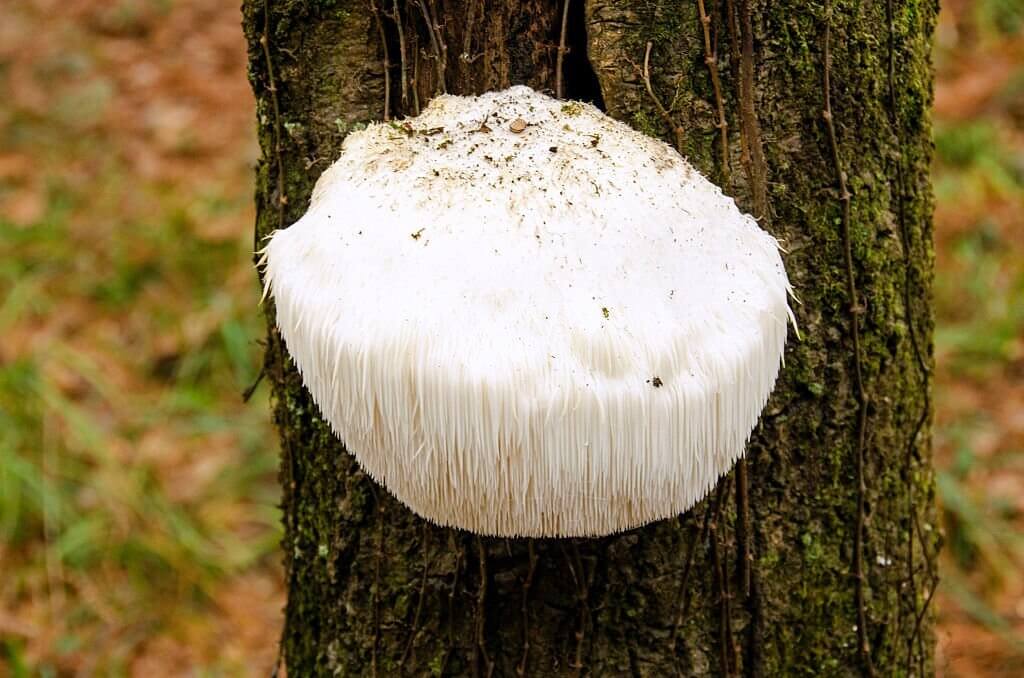 قارچ لاینزمین یا یال شیر Lion's mane mushroom
